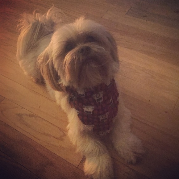 Meet your Posher, Serena - Picture 3 of 8